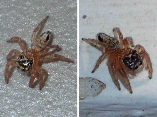 Evarcha flavocincta